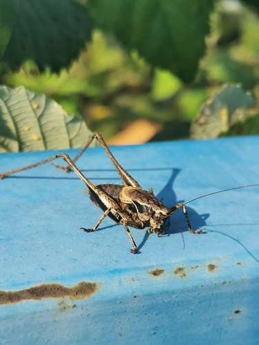 Riđi kožokrili konjic (Pholidoptera griseoaptera)