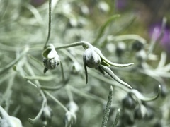 Artemisia schmidtiana