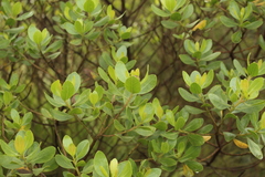 Baccharis macrantha