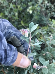 Symphoricarpos rotundifolius parishii