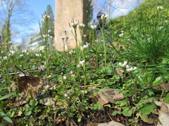 Cardamine hirsuta