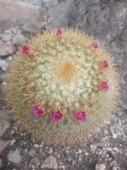 Mammillaria pringlei