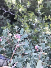 Symphoricarpos rotundifolius parishii