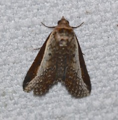 Lophoptera vittigera