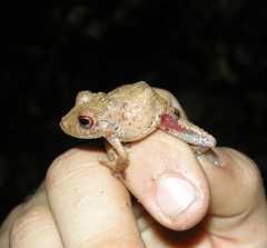 Pristimantis cerasinus