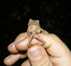 Pristimantis cerasinus