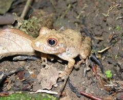 Pristimantis cerasinus