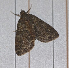 Polyclysta hypogrammata