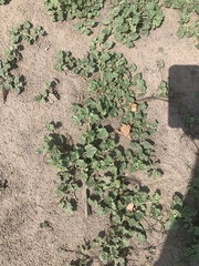 Malvella leprosa