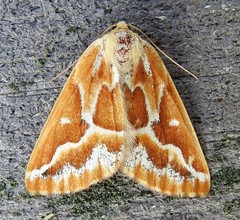 Caripeta angustiorata