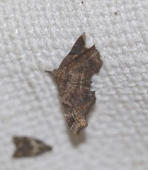 Esthlodora variabilis