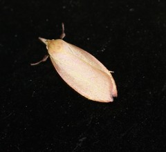 Wingia rectiorella