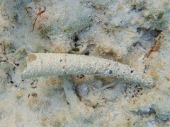 Pectinariidae
