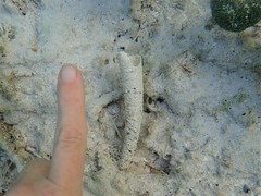Pectinariidae