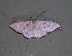 Idaea coercita