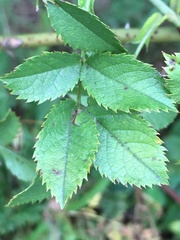 Rosa glabrifolia