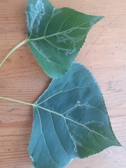 Phyllocnistis unipunctella