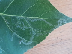 Phyllocnistis unipunctella