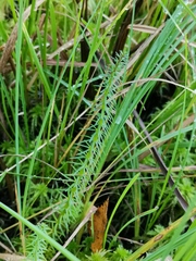 Hippuris vulgaris