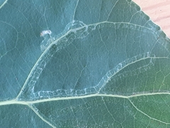 Phyllocnistis unipunctella