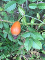 Rosa glabrifolia