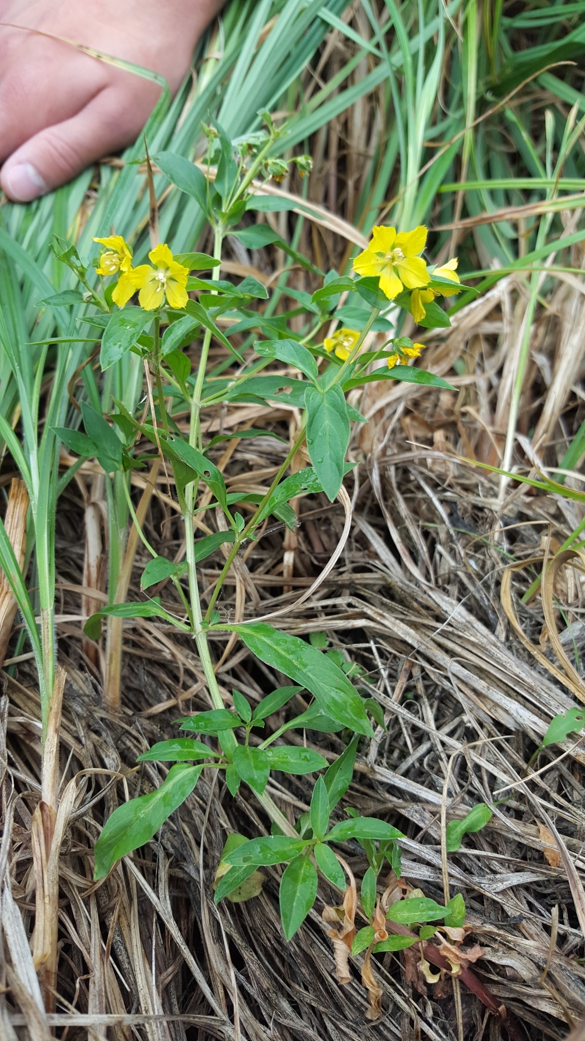 Lysimachia hybrida
