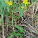 Lysimachia hybrida - Photo (c) Sarah Vinge-Mazer, μερικά δικαιώματα διατηρούνται (CC BY-NC-SA), uploaded by Sarah Vinge-Mazer