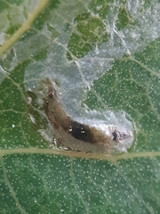 Phyllocnistis unipunctella