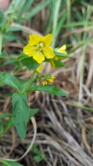 Lysimachia hybrida