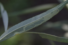 Phyllocnistis saligna