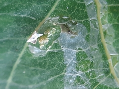 Phyllocnistis unipunctella
