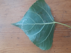 Phyllocnistis unipunctella