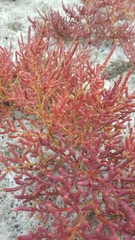 Salicornia rubra
