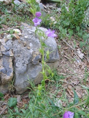 Penstemon leonensis