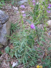 Penstemon leonensis