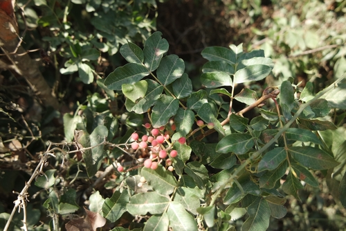 Smrdljika (Pistacia terebinthus)