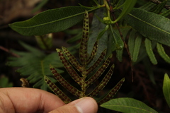 Pleopeltis orientalis