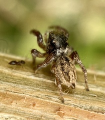 Salticinae