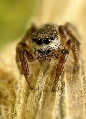 Salticinae