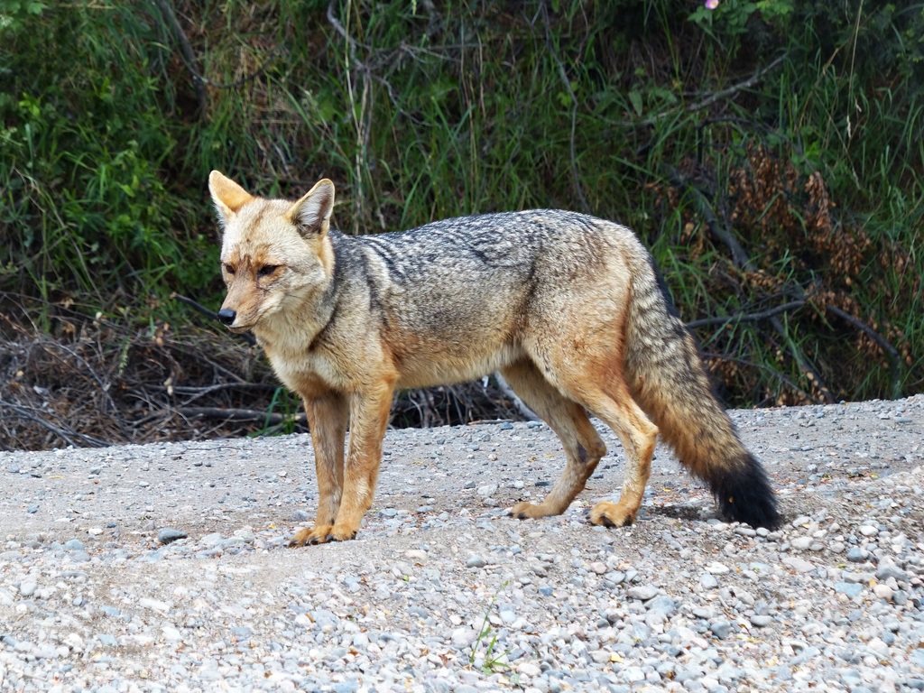 Lycalopex culpaeus, Parque Nacional Los Alerces, Chubut, Argentina, by carlossch