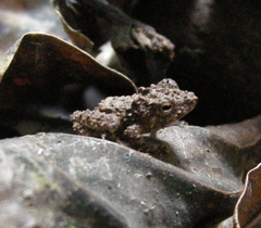 Pristimantis cruentus