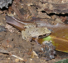 Craugastor podiciferus