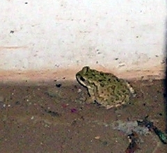 Duttaphrynus stomaticus