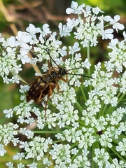 Typocerus