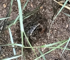 Metopograpsus frontalis