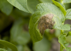 Phytophthora infestans