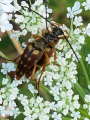 Typocerus