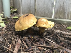 Boletus luridellus
