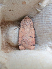 Abagrotis cupida