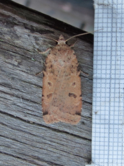 Abagrotis cupida